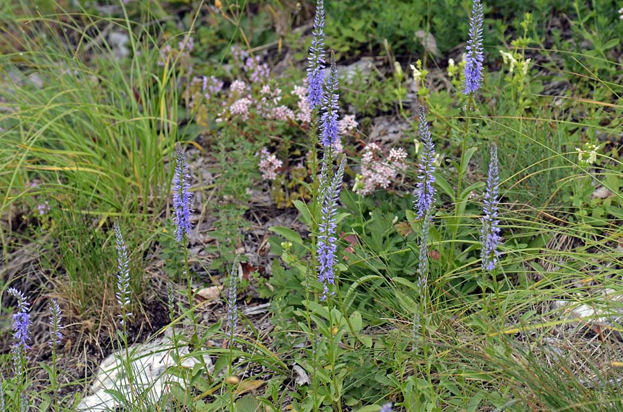 Veronica spicata